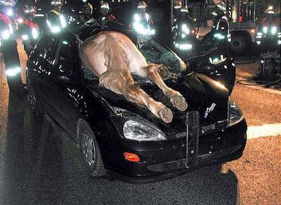 Strange car crash (animal crash)
