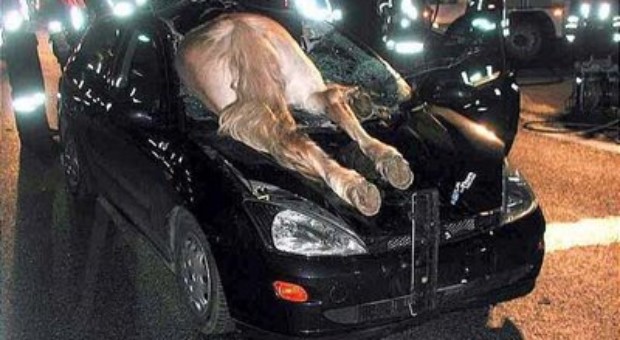 Strange car crash (animal crash)